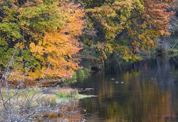 美しく紅葉した森と湖の風景　-　日本の高原の秋