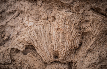 Старый коралловый риф на берегу Красного Моря