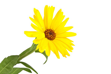 Calendula. Marigold flower with leaves isolated on a white backg