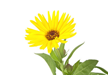 Calendula. Marigold flower with leaves isolated on a white backg