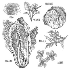 Lettuce set. Romaine, redicchio, mache, spinach, cress, arugula. Vintage vector illustration. Hand drawing style vintage engraving. Black and white. For create menu, recipes, decorating kitchen items.