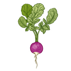 Hand drawing vegetables radish. © marinavorona