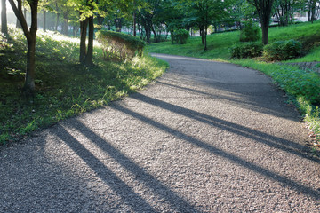 朝日が照らす緑道