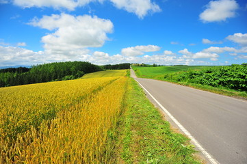 Rural Road at Countryside of Japan 