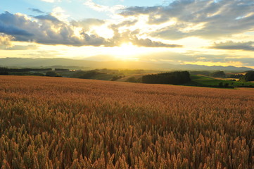 Yellow Wheat Fields at Sunset 