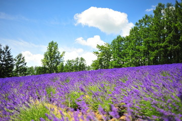Colorful Lavender Flower Fields 
