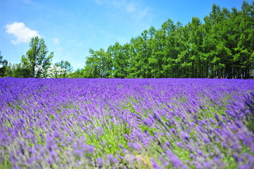 Colorful Lavender Flower Fields