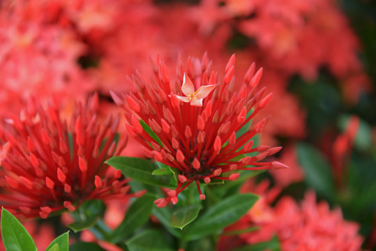 Ixora