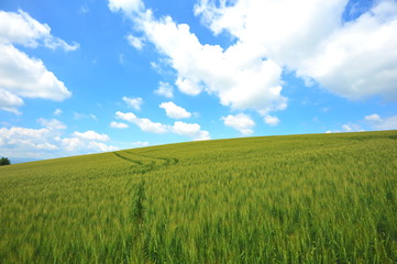 Green Fields Wallpaper