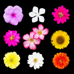 Group of flowers, Selection of Various Flowers Isolated on black