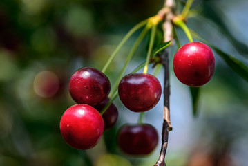 Cherry on a branch close up in summer sunny day