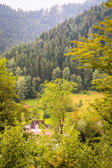view of black forest in different shades of green 
