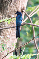 Beautiful of Black Bird, Greater Racket-tailed Drongo
