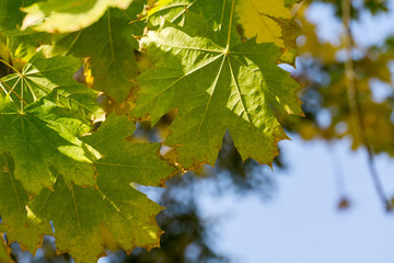 Fall Maple Leaves on Branches