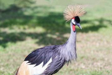 Beautiful grey crowned crane (Balearica regulorum)