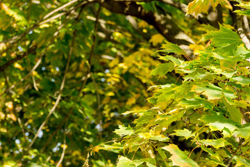 Fototapeta na wymiar Fall Maple Leaves on Branches