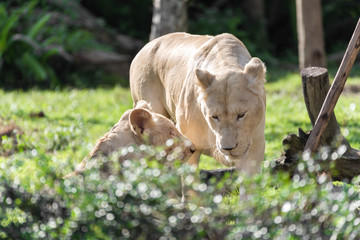 Portrait of a female lion on blurred background