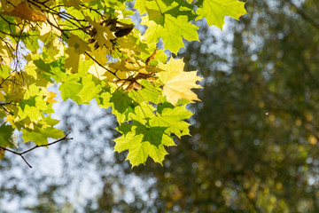 Fall Maple Leaves on Branches