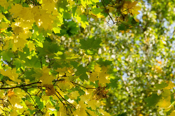 Fall Maple Leaves on Branches