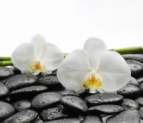 Two White orchid blossom with black stones ,grove on wet background