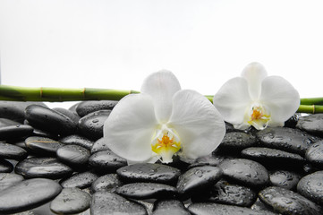 Fototapeta na wymiar White orchid with black stones ,grove on wet background