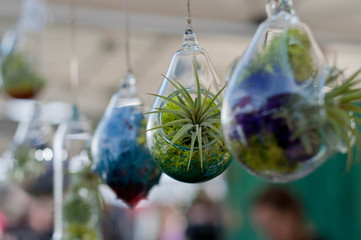 Tiny Plants in Tiny Glass