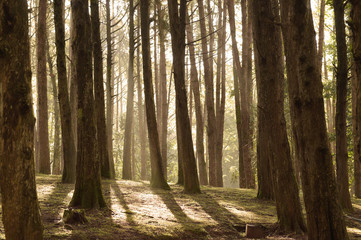 Obraz premium Green forest with ray of light,Thailand