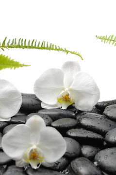 White orchid blossom with black stones ,ferm on wet background