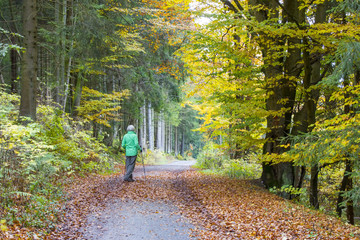 Pathway in the autumn forest