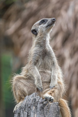 Meerkat sitting on a log. blurred background