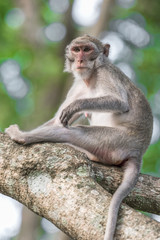 Monkey sitting on a tree.