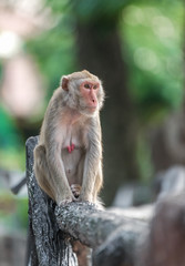 Monkey sitting on a  fence. blurred background