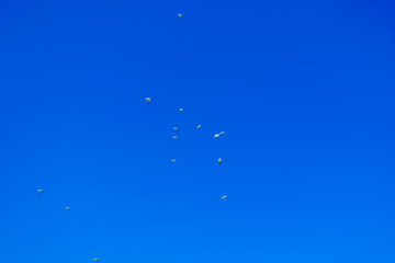 Les parachutistes descendent sur terre sur le fond de ciel bleu clair