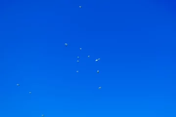 Photo sur Plexiglas Sports aériens Les parachutistes descendent sur terre sur le fond de ciel bleu clair