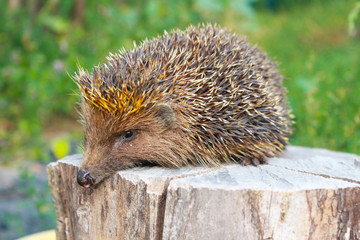 Hedgehog on the log