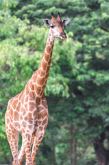 Portrait of giraffe on blurred background