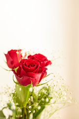 Drei rote Rosen (Rosa)