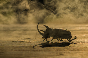 Silhouette of Five-horned Rhinoceros Beetle (Eupatorus gracilico