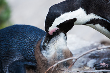 Obraz premium Penguin colony Betty's Bay 