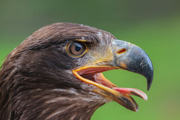 Junger Seeadler