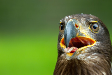 Seeadler