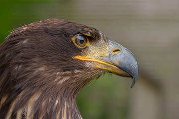 Junger Seeadler