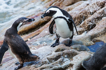 Naklejka premium Penguin colony Betty's Bay 