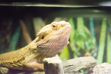 Bearded Dragon 