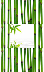 Still life with young bamboo sticks with leaf and stones