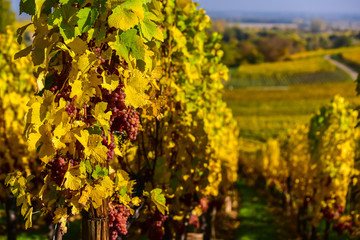 Hunawihr - small village in vineyards of alsace - france