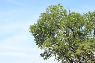 Close up of leaves