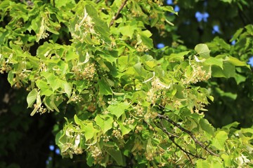 Flowering linden tree, Germany