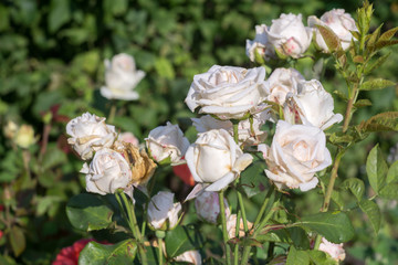 Summer White Roses