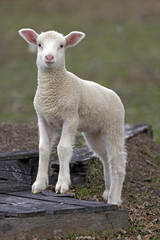 Naklejka na ściany i meble Portrait of cute Lamb watching